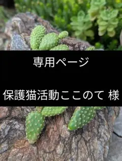 【専用ページ】サボテン 4株のサムネイル