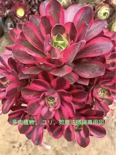 多肉植物 アエオニウム 真っ黒法師抜き苗（專用图） - メルカリ