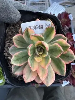 2026年最新】錦 アエオニウムの人気アイテム - メルカリ