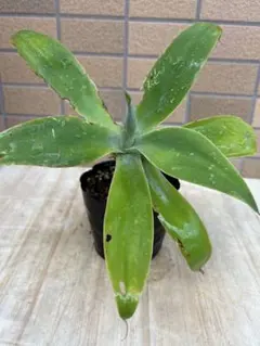 処分特価です！■葉幅20～22ｃｍ前後■アガベアテナータ■抜き苗発送のサムネイル