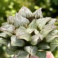 a*k様 アトロフスカミュータント　超美株　ハオルチア　観葉植物　25のサムネイル