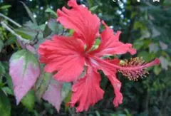 ハイビスカス レッドマジック 挿し木・枝 3本 南国沖縄 花木/植物