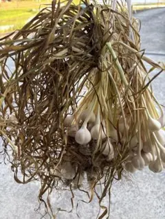 ノビル 野蒜 のびる 山菜 旬の野菜 1kg - メルカリ