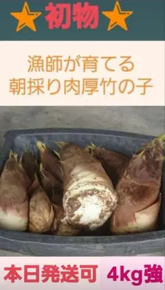 徳之島産キャッサバ生芋訳あり品3キロ訳あり品の為商品説明書を読んで