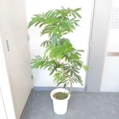 エバーフレッシュ 140cm8号 S-shaped tree form - メルカリ