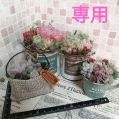 【songyuanmayumi964様専用】そのまま飾れる多肉植物の寄せ植え