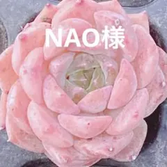 NAO様 リクエスト 3点 まとめ商品