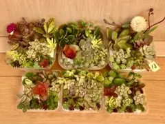 13 多品種　カラフル　育て方メモ　多肉植物　紅葉が綺麗❤️6つセット