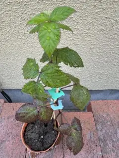 1メートル30センチとげなしラズベリー グレンモイ 苗 鉢植え 1メートル30センチとげなしラズベリー グレンモイ 苗 鉢植え - メルカリ