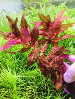 ロタラマクランドラグリーン 15本 水中葉 無農薬 無害虫 - メルカリ