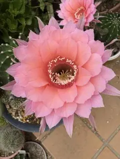 2025年最新】花サボテン カキコの人気アイテム - メルカリ