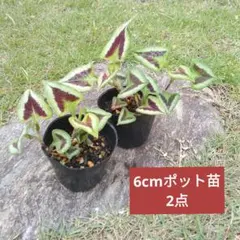 花苗　カラーリーフ　ペルシカリアパープルファンタジー6cmポット苗　2点のサムネイル