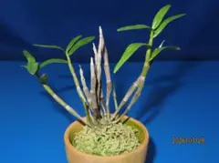 hassy様 リクエスト 2点 まとめ商品