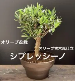 2026年最新】オリーブ 古木の人気アイテム - メルカリ