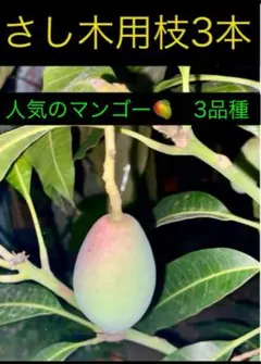 2025年最新】キーツマンゴー苗の人気アイテム - メルカリ