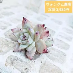 ウォングム農場◎ブラックサバス(群生)◎多肉植物 カット苗 輸入苗