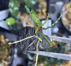 2026年最新】ブセファンドラ レッドベルベットの人気アイテム - メルカリ