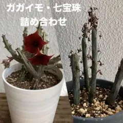 ガガイモ（フェルニア）・七宝珠 詰合せ カット苗のサムネイル