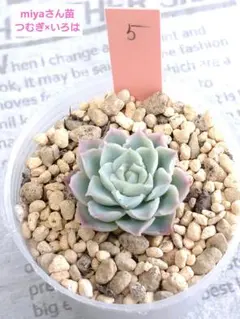 miyaさん✡️モラニー×(メキシコミニマ×ヒューミリス)✡️ミヤ苗 多肉 抜苗 miyaさん✡️モラニー×(メキシコミニマ×ヒューミリス)✡️ミヤ苗