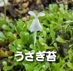 inoko**様 リクエスト 2点 まとめ商品