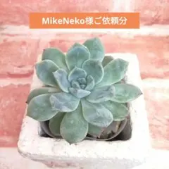 【速達付き】MikeNeko様ご依頼分 ストロベリーフラペチーノ 他 多肉