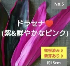 No.2【観葉植物】ドラセナ(紫&鮮やかなピンク)♥️茎太め♪ No.3【観葉植物】ドラセナ(ピンク&濃い紫)♥️挿し木用カットカット苗