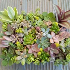 詰め合わせ　カット苗　ネコポス発送　多肉植物