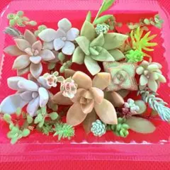 ⑥寄せ植えセット カット苗 詰め合わせ 多肉植物のサムネイル