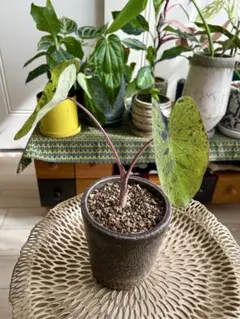 T072 激レア種！！こちらが本物のアンスリウム ミナハサ 現地球 2025年