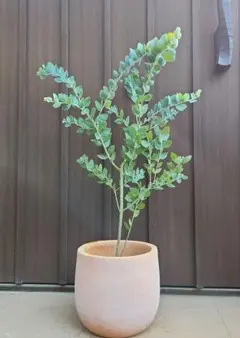 まん丸葉が可愛い♡ユーカリ ポリアンセモス ポポラス セメント鉢植え