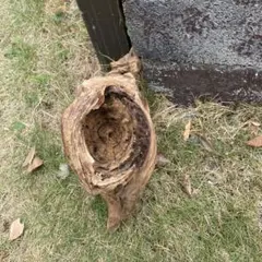 自然な流木 約30cm 工作素材