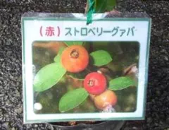 2025年最新】グァバの苗の人気アイテム - メルカリ