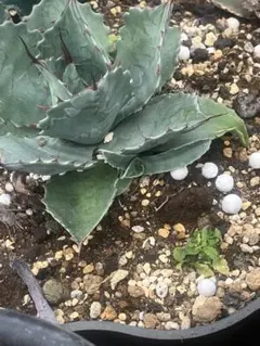 2026年最新】アガベ ブルーブライアンの人気アイテム - メルカリ