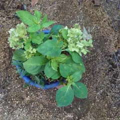 おきなわの薬草百科 - メルカリ
