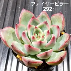 ファイヤーピラー 292 エケベリア 多肉植物 抜き苗