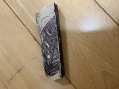 国産化石外和泉層群徳島 標本26/08/06－1 | Mercari