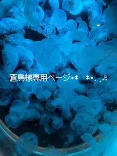 蒼鳥様 リクエスト 2点 まとめ商品