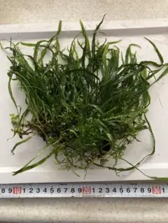 希少種‼️タイ産 本ナロー 塊石付き　メルカリ便 2025年最新】ミクロソリウム本ナローの人気アイテム - メルカリ