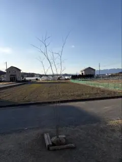 ハウチワカエデ 山彩り ――アオダモ アオハダ モミジ カエデ ―― - メルカリ