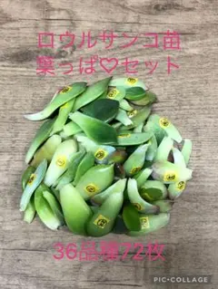 多肉植物 ロウルサンコ苗♡葉っぱ36品種72枚(ネコポス)のサムネイル