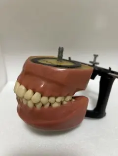 2026年最新】歯科 模型の人気アイテム - メルカリ