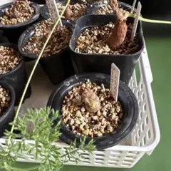 2025年最新】第四種郵便物の人気アイテム - メルカリ