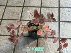 ポリゴナム ヒメツルソバ 苗のサムネイル