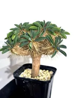 ユーフォルビア ギラウミニアナ　実生　低重心　メルカリ便　メルカリ便　菊鉢5号 2026年最新】ギラウミニアナ 実生の人気アイテム - メルカリ