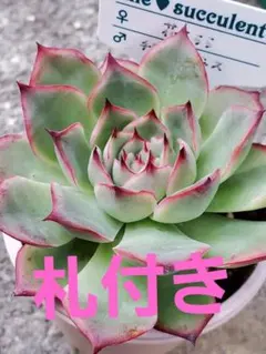 2025年最新】札付きエケベリアの人気アイテム - メルカリ