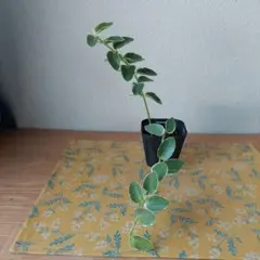ホヤ　クミンギアナ　斑入り　タグ無し　抜き苗　ネコポス
