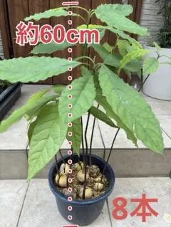 アボカド 苗木 品種不明 台木用 9本 観葉植物 約66cm - メルカリ