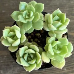 みどり牡丹　抜き苗のサムネイル