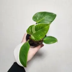 観葉植物 フィロデンドロン ホワイトプリンセス