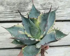 シャウィー × イシスメンシス　ハイブリッド　シャウイシ　ジェレミー fit=scale-down,w=1200